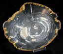 Petrified Wood (Tropical Hardwood) Slab - Indonesia #23346-1